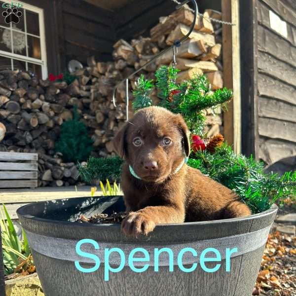 Spencer, Chocolate Labrador Retriever Puppy